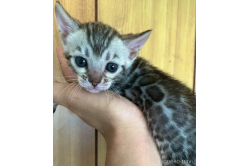 販売中の愛知県のその他の猫種-94272の2枚目